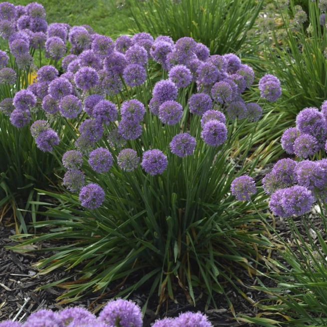 Allium serendipity