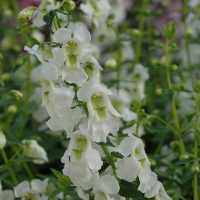 Angelonia angustifolia serena white 20060405 1 panamerican seeds californie 1200x858