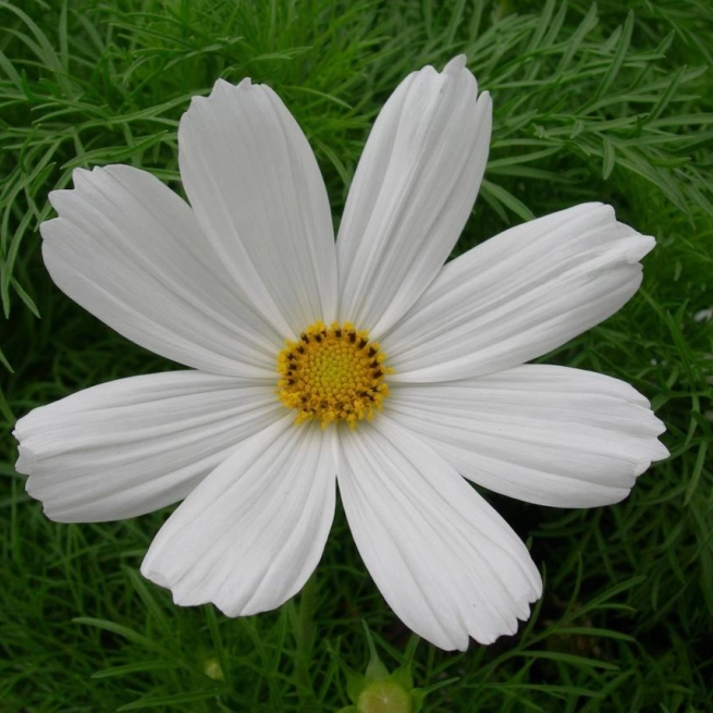 Cosmos bipinnatus sonata white 20060609 hamel 1200x858