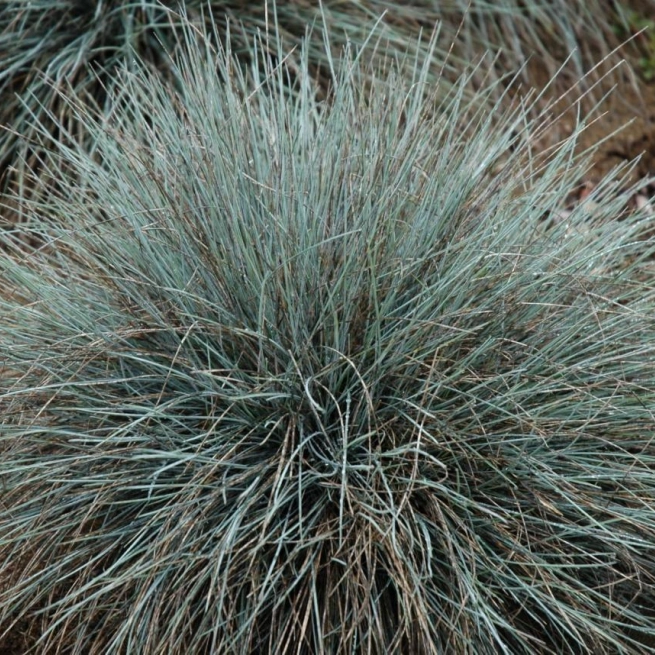 Festuca glauca elijah blue 20060929 3 villeneuve 1200x858