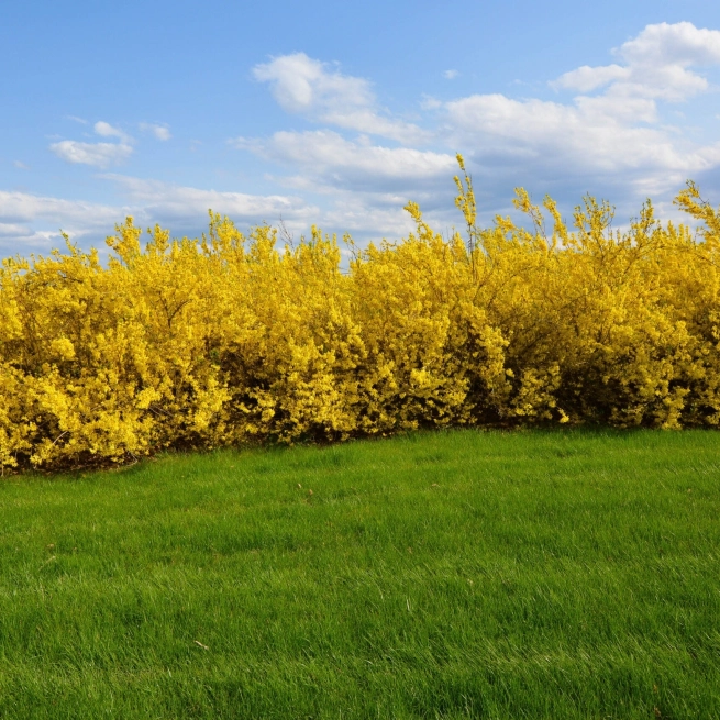 Forsythia 2 scaled