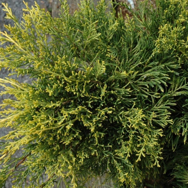 Juniperus chinensis gold lace 20060514 ferme floral 1200x858