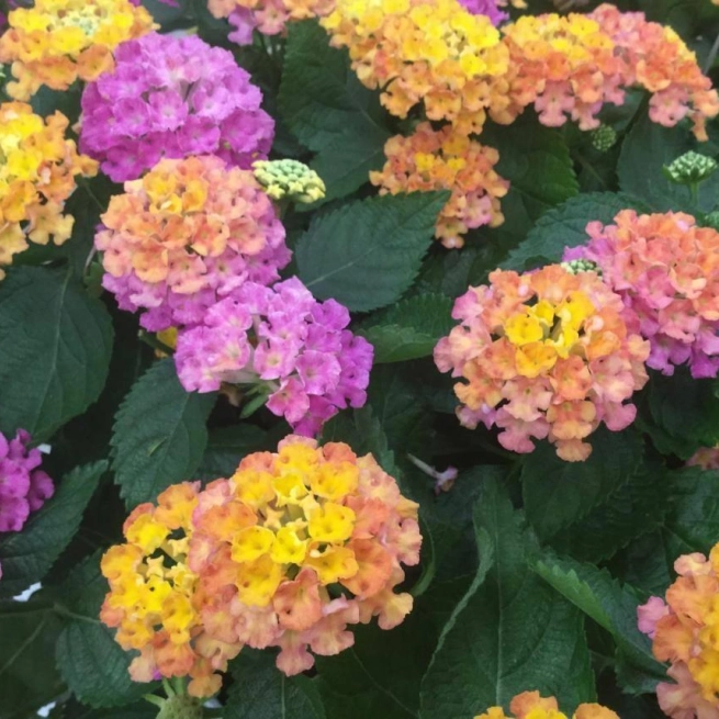 Lantana havana sunset le lantanier a fleurs variees havana sunset 20160712 4 cultivate 16 columbus ohio 1200x858