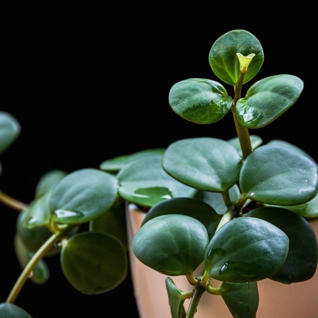 Peperomia hope 2 scaled