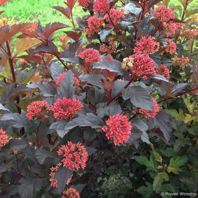 Ginger wine ninebark physocarpus seeds