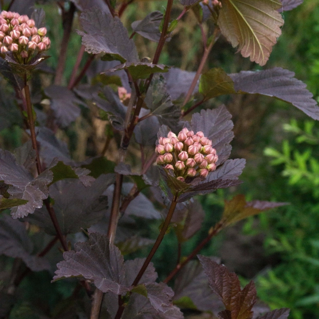 Physocarpus panther