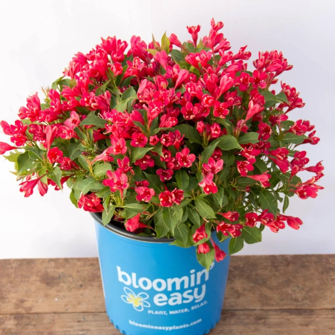 Weigela crimson kisses 003