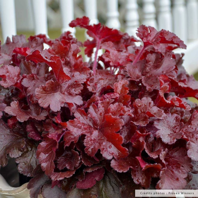 Heuchera cherry truffles