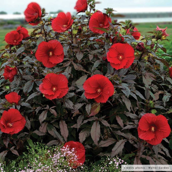 Hibiscus midnight marvel