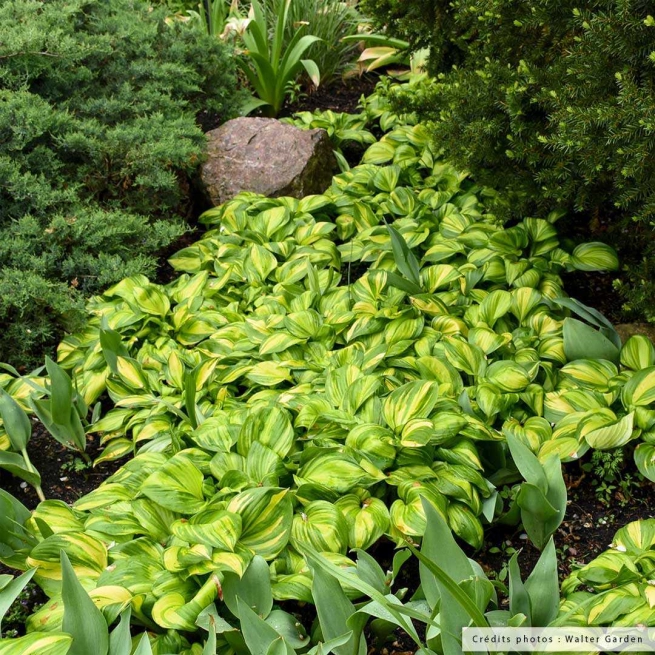 Hosta rainbows end