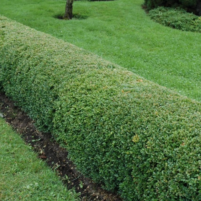 Buxus haie 20060904 2 jbm 1200x858