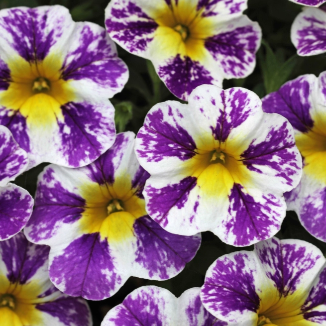 Calibrachoa candy shop grape splash 001