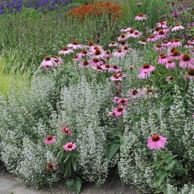 Calamintha nepeta montrose white