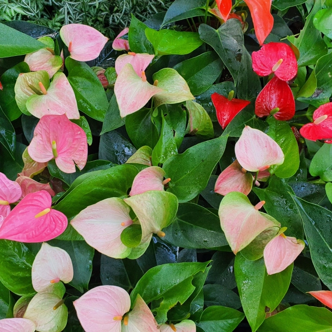 Anthurium