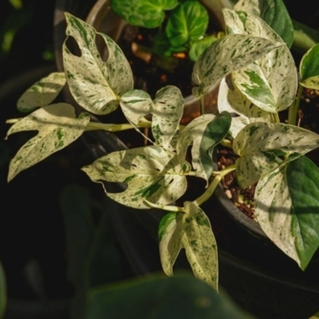 Pothos Pinntum 'Marble'