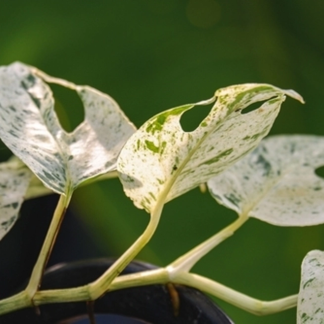 Pothos Pinntum 'Marble'_