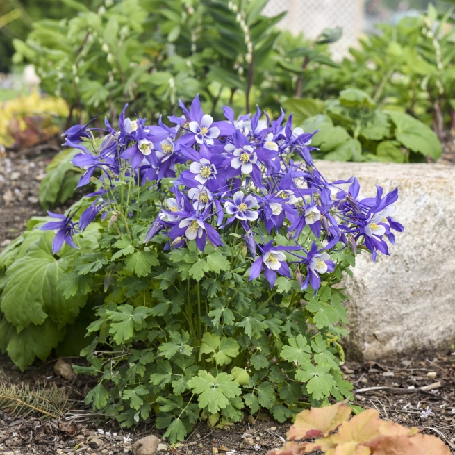 Aquilegia caerulea KIRIGAMI Deep Blue White 0000 high res 1