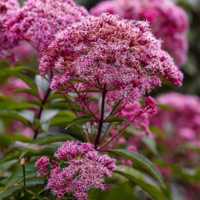 Eupatorium cannabinum