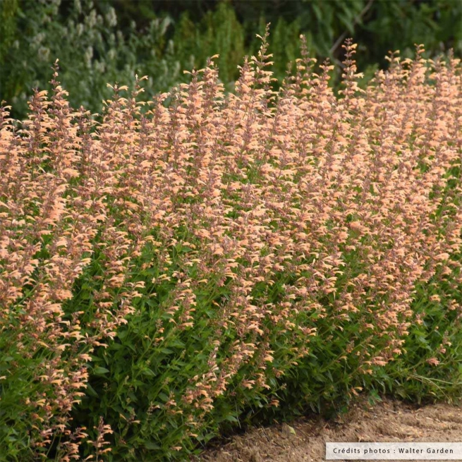 Agastache queen nectarine