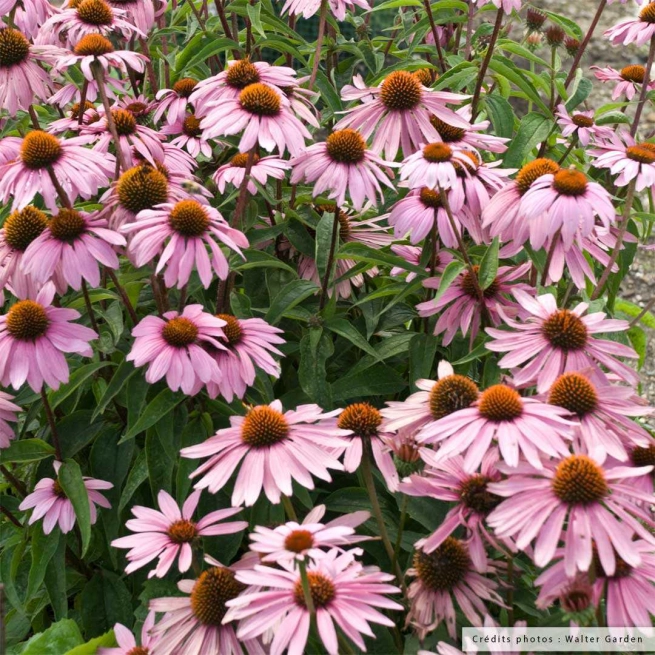 Echinacea purpurea magnus