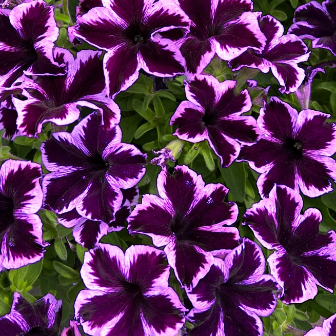 PETUNIA VEGETATIVE CRAZYTUNIA COSMIC VIOLET Bloom Bloom