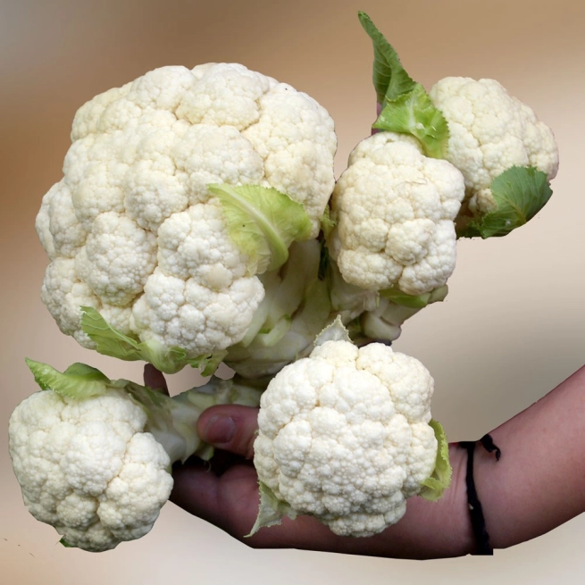 Cauliflower Multi Head 04