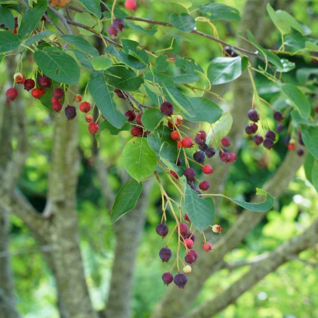 Amelanchier du canada