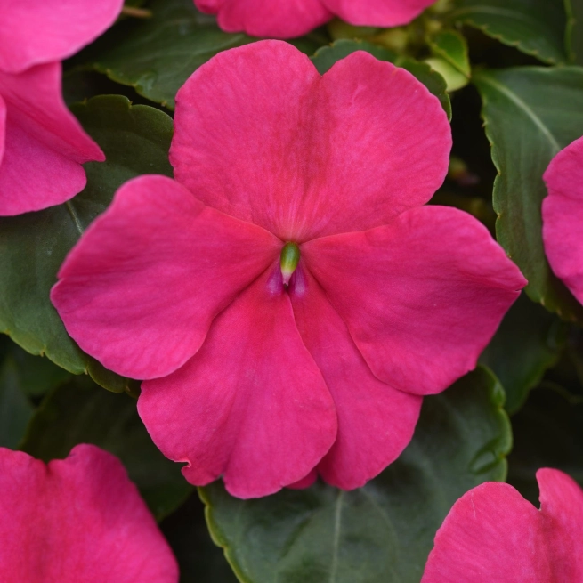 Impatiens beacon rose bloom 29325