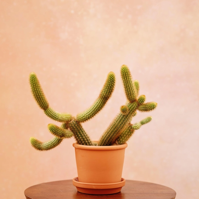 Cleistocactus winterii 3