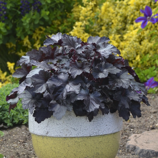 Heuchera black pearl cjw17