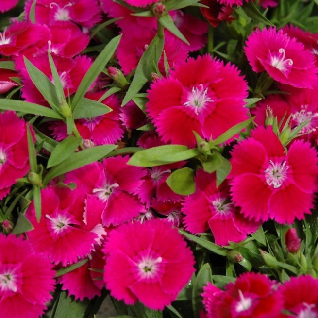 Dianthus ideal select violet 2007041 1 panamerican seeds 1200x858