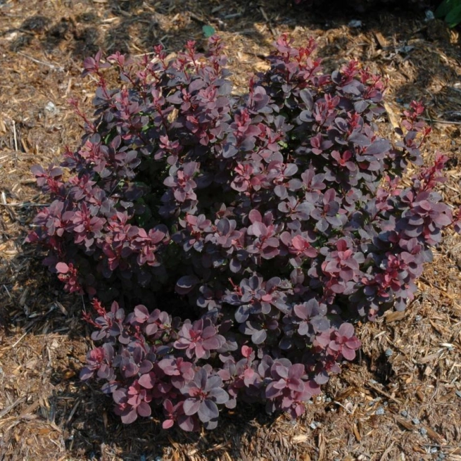 Berberis thunbergii concorde 1200x858