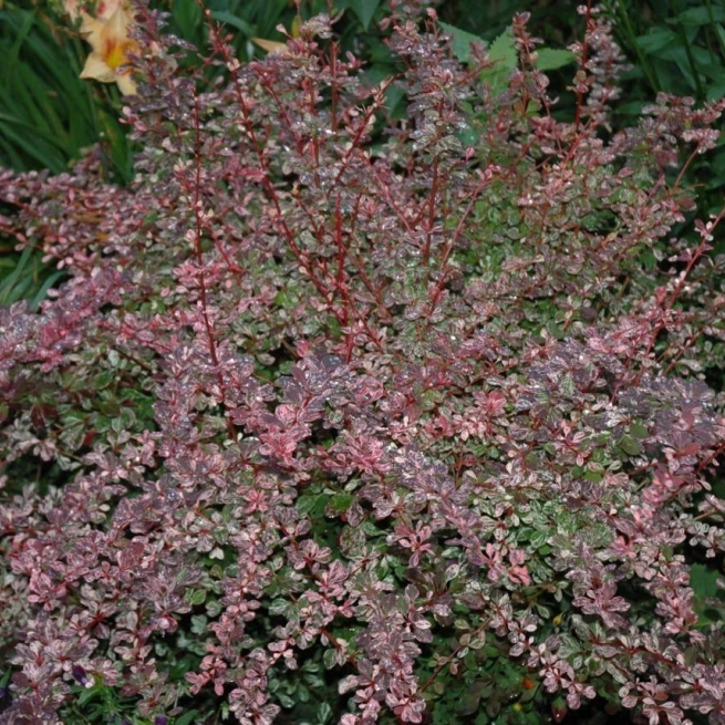 Berberis thunbergii rose glow 1200x858