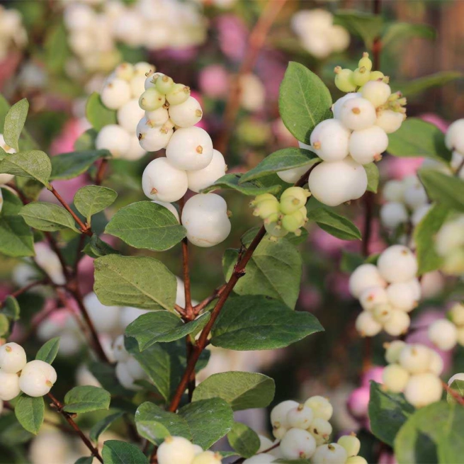 Symphoricarpos albus