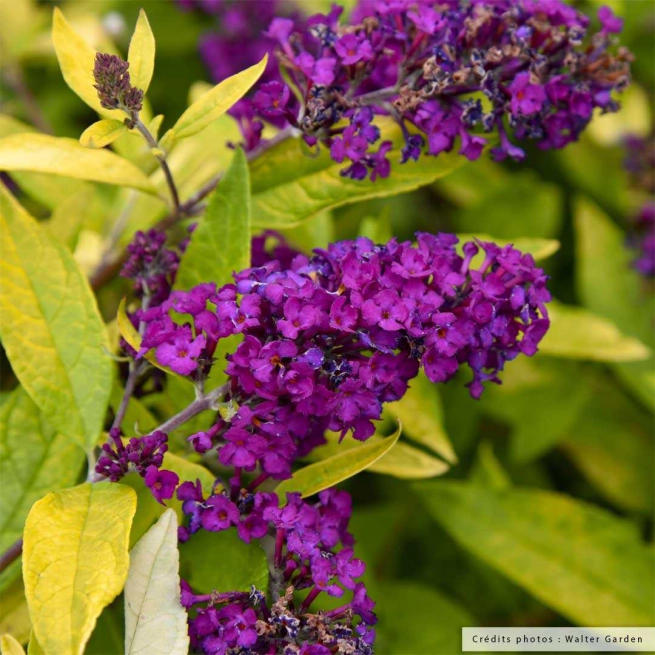 Buddleia gold drop