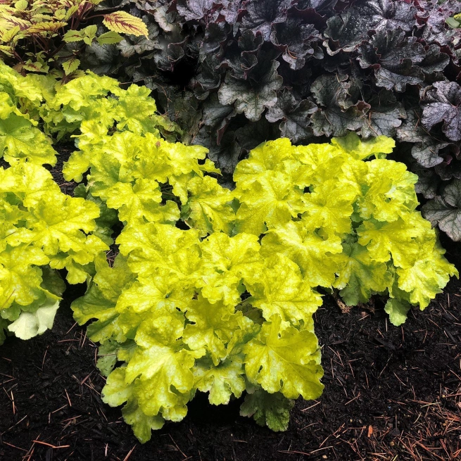 Heuchera lemon supreme 5