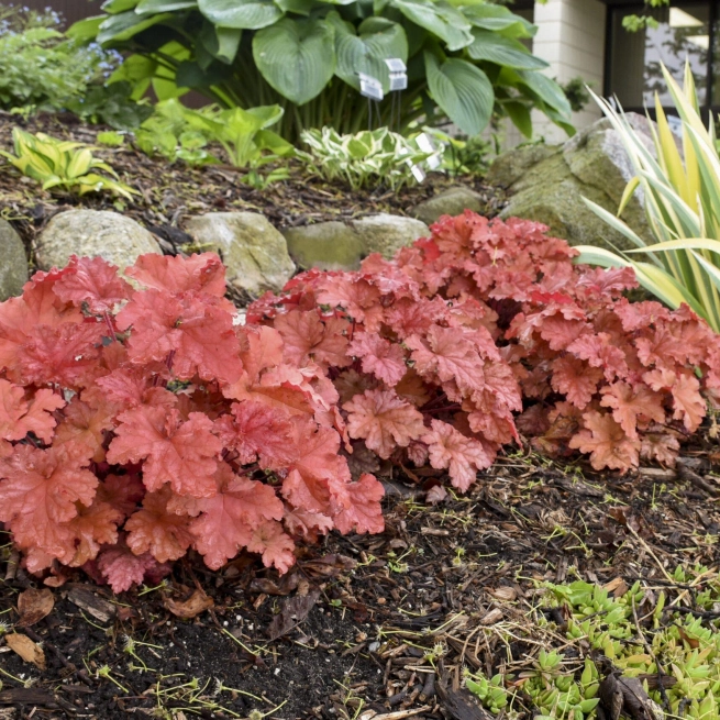 Heuchera peachberry ice 7 scaled