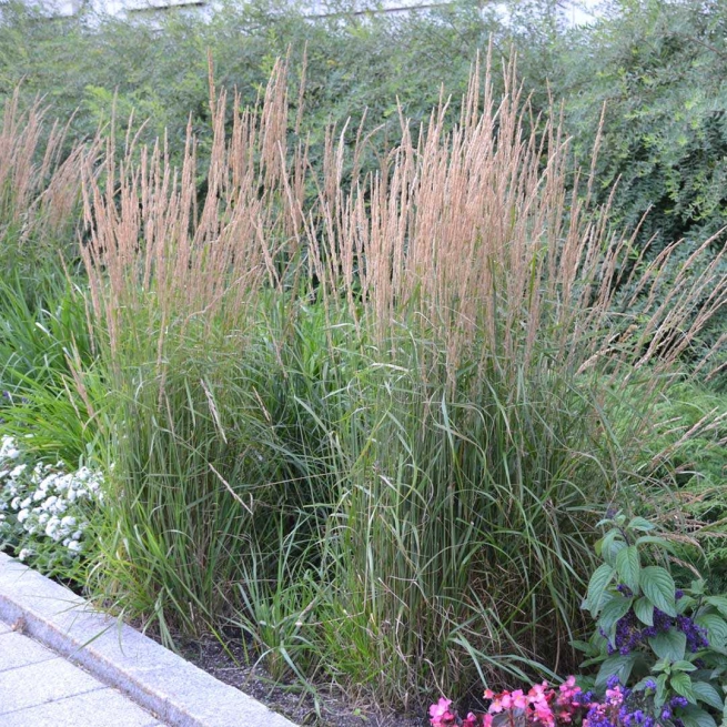 Calamagrostis acutiflora