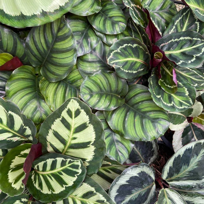 Calathea