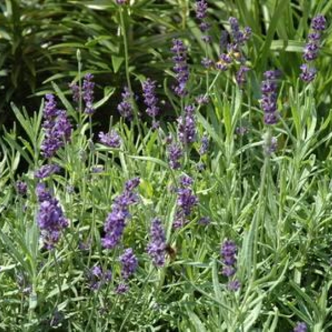 2 lavandula angustifolia hidcote blue