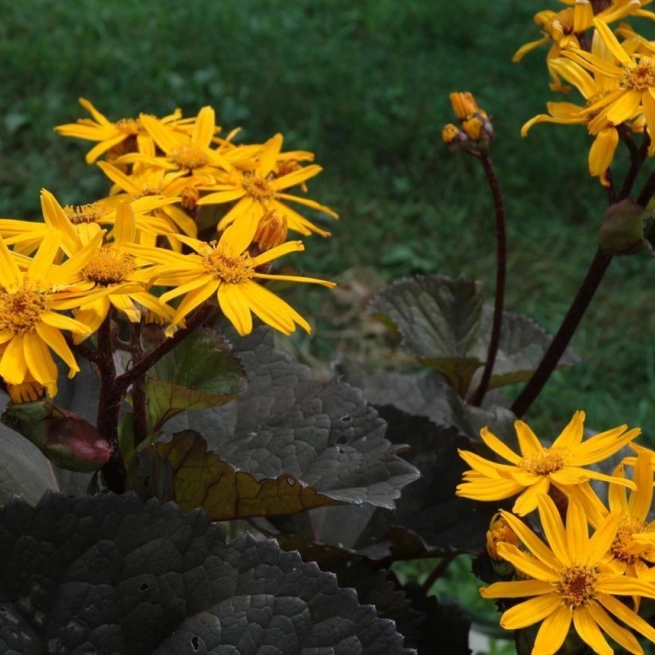 Ligularia dentata britt marie crawford 20060816 3 anse pleureuse 1200x858