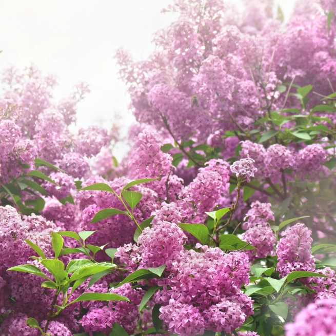 Lilas pocahontas syringa hyacinthiflora