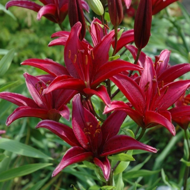 Lilium hybride asiatique america 20060717 1 gaetan chabot 1200x858