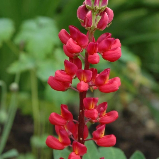 Lupinus serie russel mon chateau 20060628 1 sta 1200x858