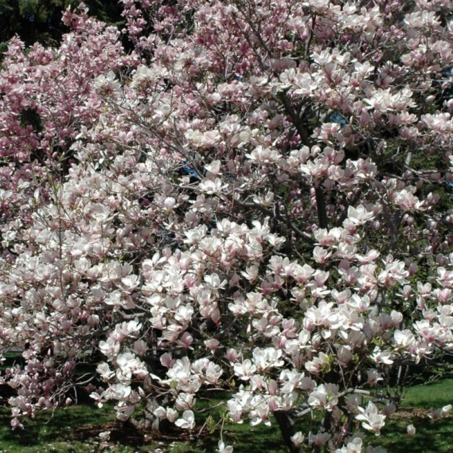 Magnolia soulangiana jbm 1200x858