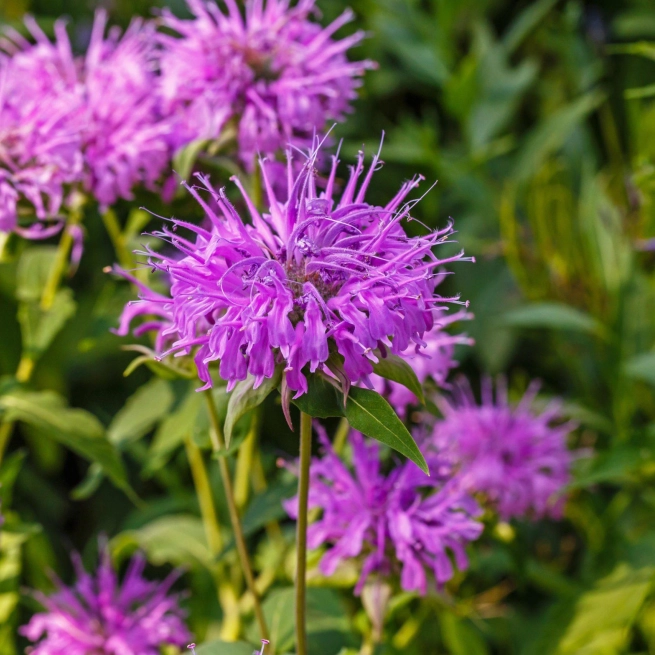 Monarde prairie night scaled