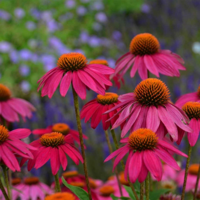 Echinacea purpurea powwow wild berry