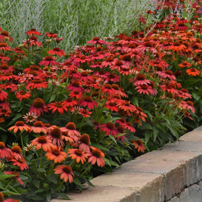 Echinacea panamseed