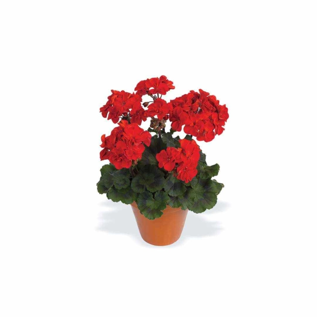 Geranium pelargonium darko deep red