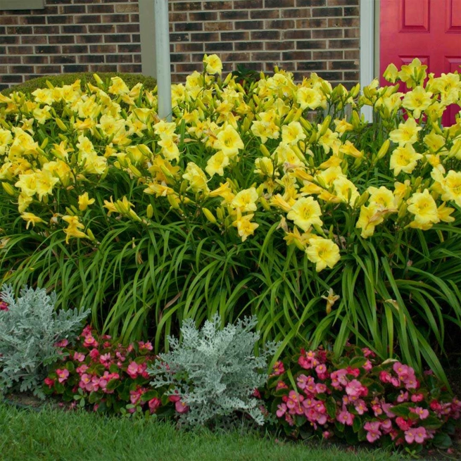 Hemerocallis going bananas